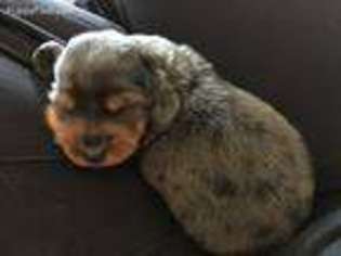 Dachshund Puppy for sale in Wellington, KS, USA