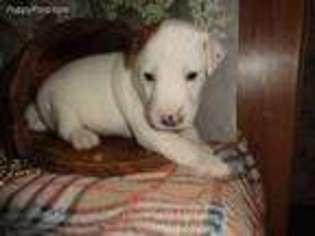 Jack Russell Terrier Puppy for sale in Wills Point, TX, USA