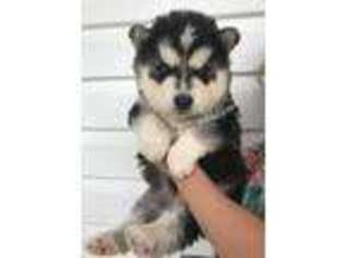 Siberian Husky Puppy for sale in Front Royal, VA, USA