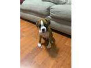 Boxer Puppy for sale in Jersey City, NJ, USA