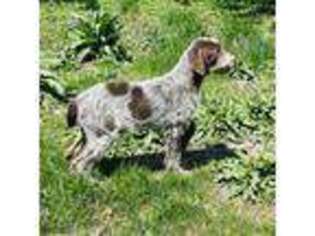 Spinone Italiano Puppy for sale in Peru, IL, USA