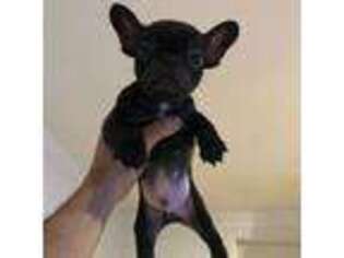 French Bulldog Puppy for sale in Niagara Falls, NY, USA