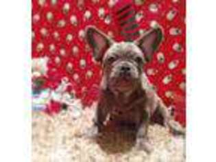 French Bulldog Puppy for sale in LA MESA, CA, USA