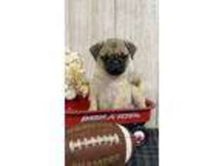 Pug Puppy for sale in Lagrange, IN, USA