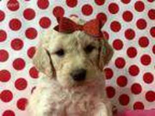 Goldendoodle Puppy for sale in Atkins, AR, USA