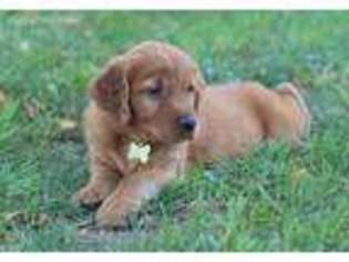 Golden Retriever Puppy for sale in Tullahoma, TN, USA