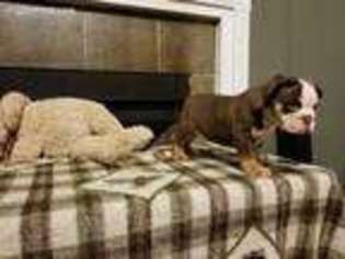 Bulldog Puppy for sale in Newnan, GA, USA