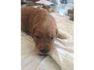 Golden Retriever Puppy for sale in North Charleston, SC, USA