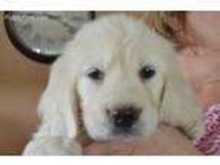 Mutt Puppy for sale in Roseville, MI, USA