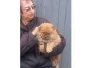 Chow Chow Puppy for sale in Albuquerque, NM, USA