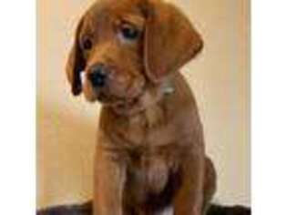 Labrador Retriever Puppy for sale in Bethlehem, PA, USA