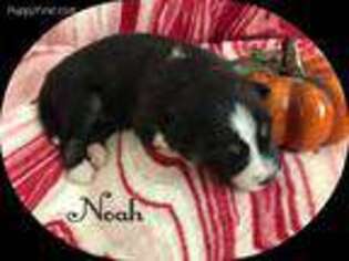 Mutt Puppy for sale in Carbon, IN, USA