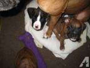 Boxer Puppy for sale in CHARLTON, MA, USA