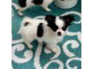 Chihuahua Puppy for sale in Norwich, CT, USA