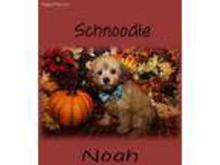 Schnoodle (Standard) Puppy for sale in Uniontown, OH, USA