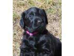 Labradoodle Puppy for sale in North Platte, NE, USA