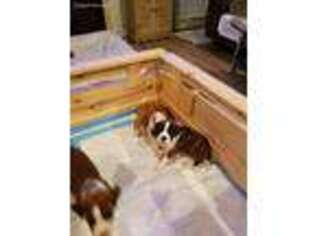 Boxer Puppy for sale in Moncks Corner, SC, USA