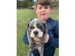 Olde English Bulldogge Puppy for sale in Carthage, MS, USA