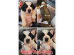 Saint Bernard Puppy for sale in Macon, GA, USA