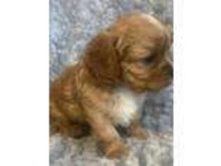 Cavapoo Puppy for sale in Sandy, UT, USA