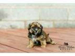 Shorkie Tzu Puppy for sale in Mount Crawford, VA, USA