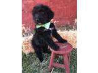 Goldendoodle Puppy for sale in Mccomb, MS, USA