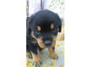 Rottweiler Puppy for sale in Kalamazoo, MI, USA