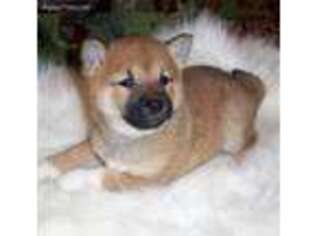 Shiba Inu Puppy for sale in Littlefield, AZ, USA