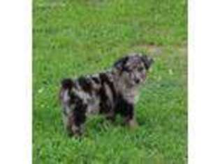 Australian Shepherd Puppy for sale in Booneville, MS, USA