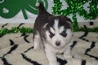 Siberian Husky Puppy for sale in Fordland, MO, USA