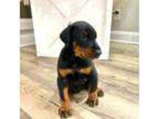 Doberman Pinscher Puppy for sale in Caledonia, MS, USA