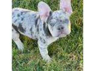 French Bulldog Puppy for sale in Crowley, TX, USA