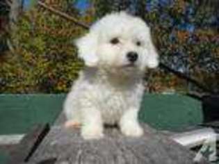 Bichon Frise Puppy for sale in DERRY, NH, USA