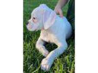 Boxer Puppy for sale in Sullivan, IL, USA