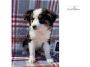 Miniature Australian Shepherd Puppy for sale in Fort Worth, TX, USA