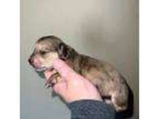 Dachshund Puppy for sale in La Junta, CO, USA