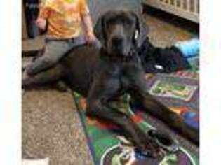 Great Dane Puppy for sale in Decorah, IA, USA