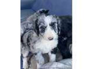Border Collie Puppy for sale in Lake Elsinore, CA, USA