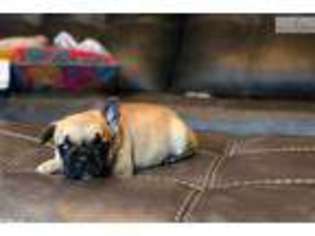 French Bulldog Puppy for sale in Roanoke, VA, USA