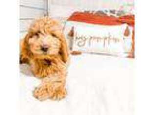 Goldendoodle Puppy for sale in Ava, MO, USA