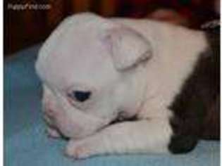 French Bulldog Puppy for sale in Shevlin, MN, USA