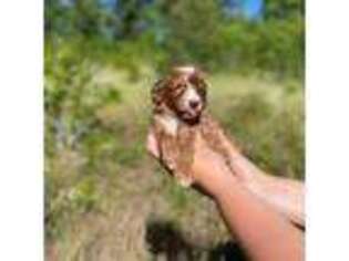 Goldendoodle Puppy for sale in Malvern, AR, USA