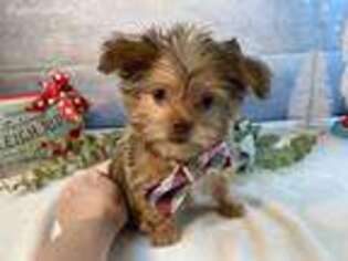 Yorkshire Terrier Puppy for sale in Corinth, MS, USA
