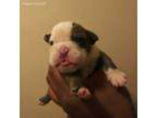 Bulldog Puppy for sale in Southfield, MI, USA