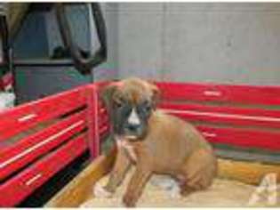 Boxer Puppy for sale in SHIPPENSBURG, PA, USA