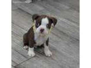 Boston Terrier Puppy for sale in Cabool, MO, USA