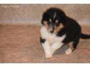 Collie Puppy for sale in Reidsville, NC, USA