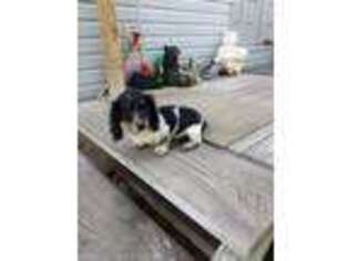 Dachshund Puppy for sale in Saint Helen, MI, USA