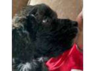 Saint Berdoodle Puppy for sale in Brownstown, IN, USA