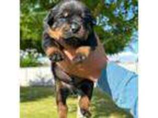 Rottweiler Puppy for sale in Reedley, CA, USA